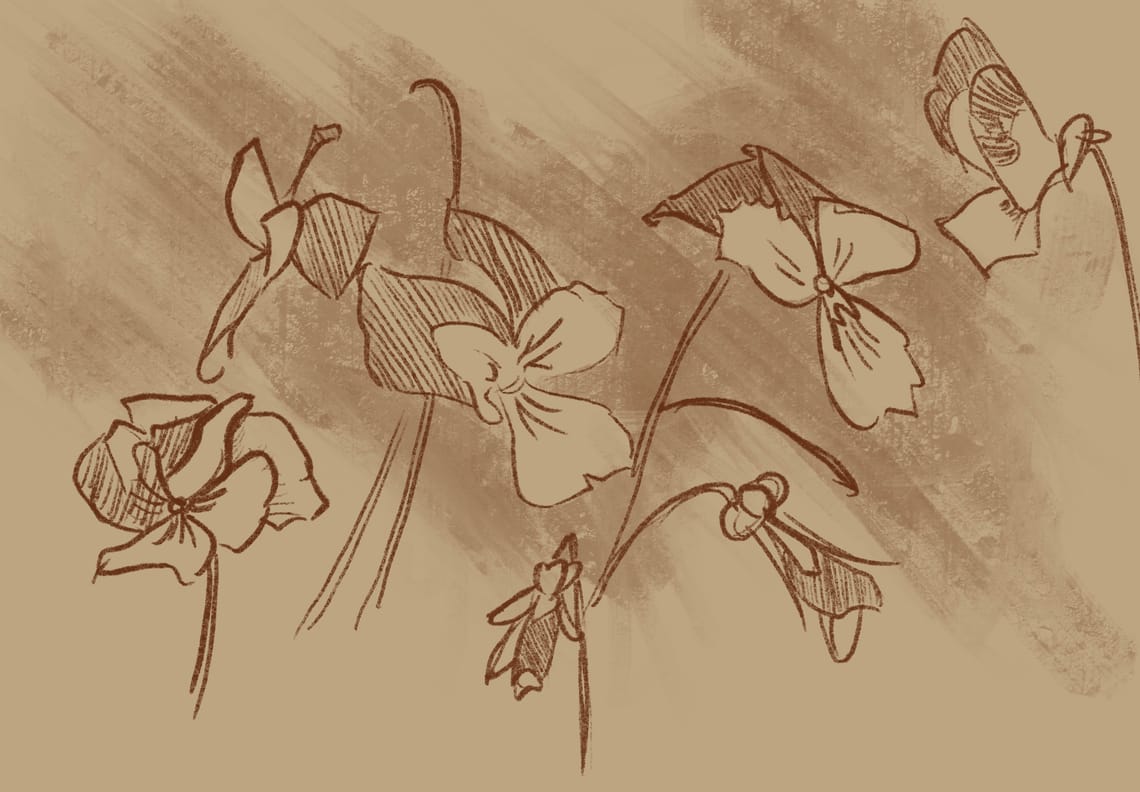 Viola Sketches