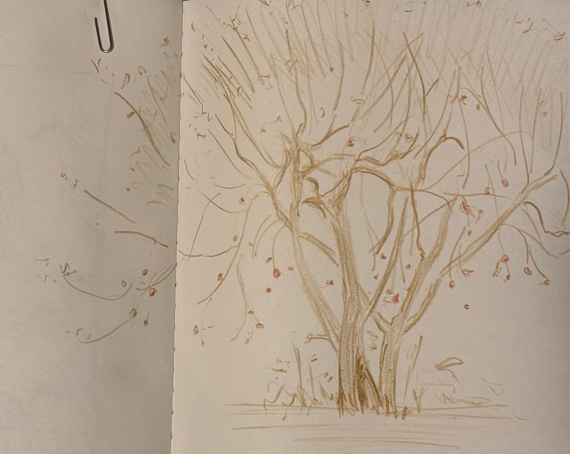Apple Tree