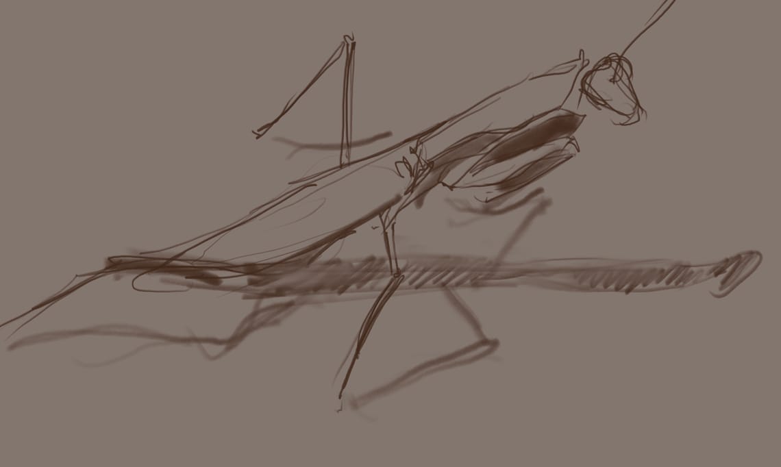 Of Foxes & Mantids