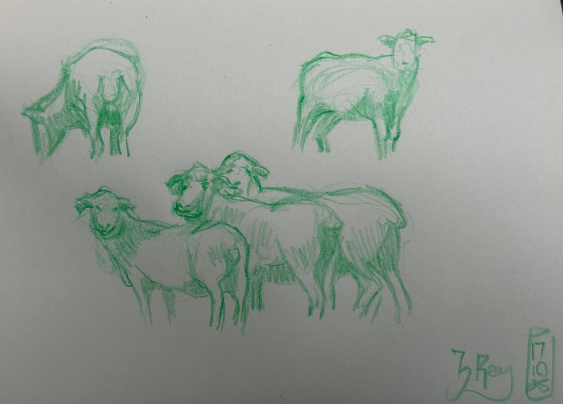 More Sheep