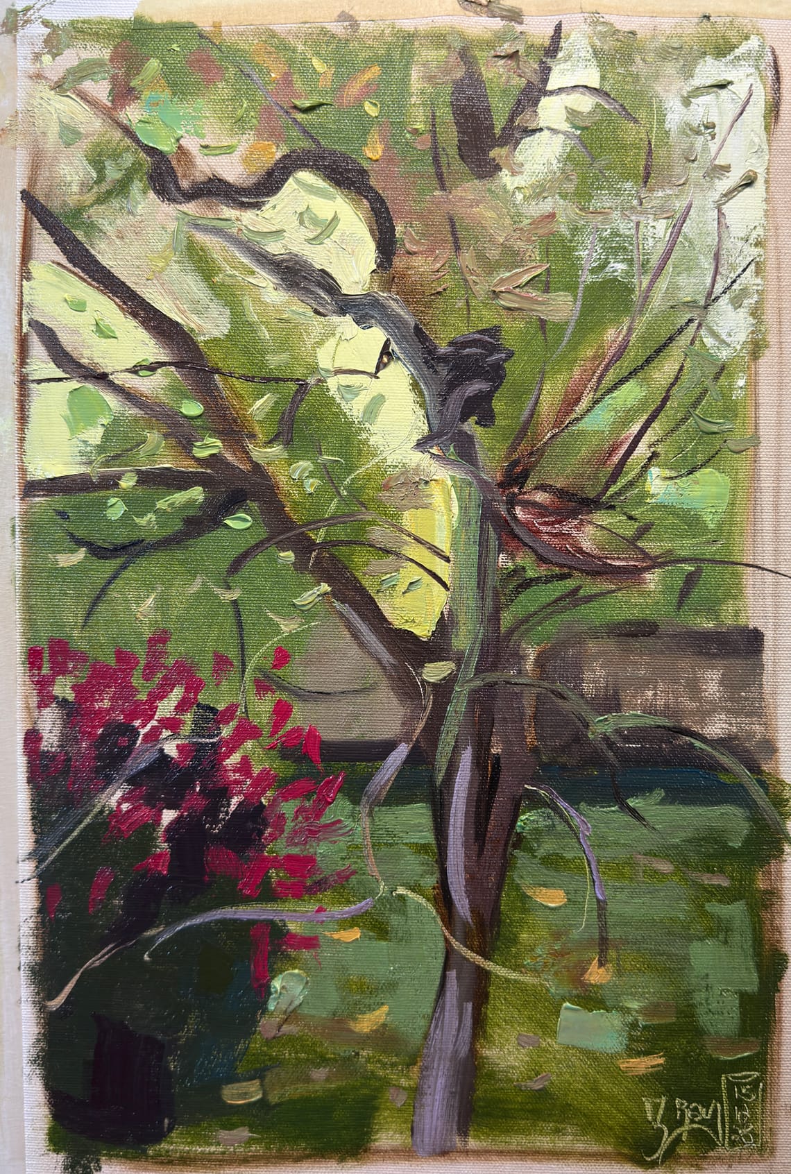 Pear Tree Sketch