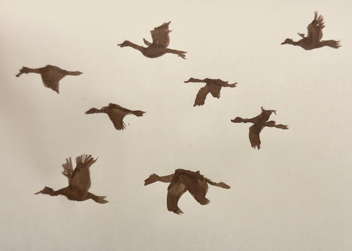 Geese, or Possibly Cranes