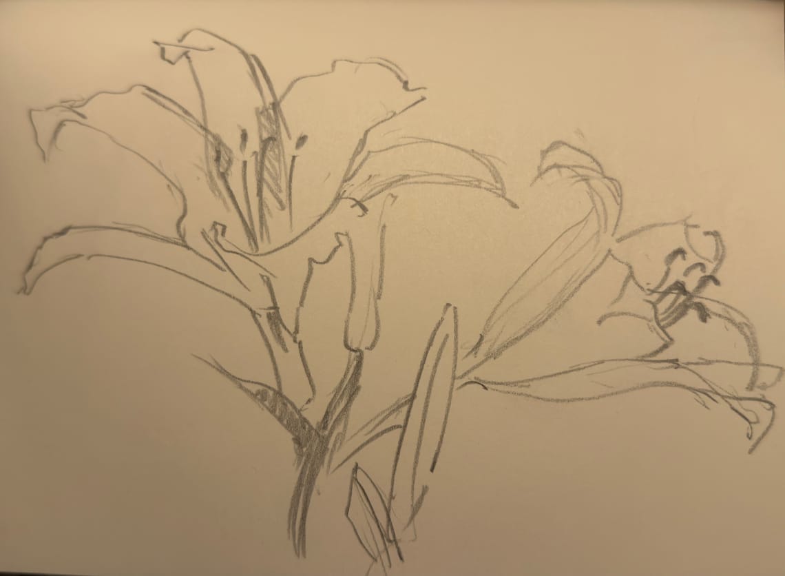 Lily Sketch