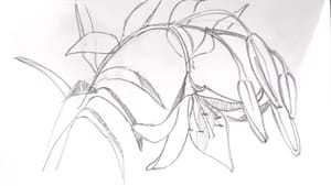 More Flowers