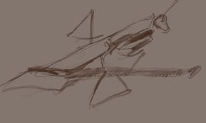 Of Foxes & Mantids