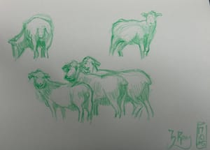 More Sheep