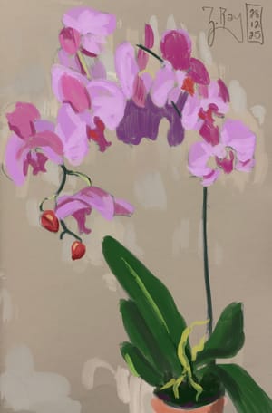 Pink Orchid
