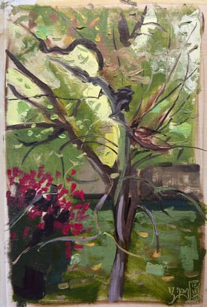 Pear Tree Sketch